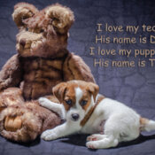 I love my teddy